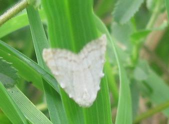 Nolidae? da ID - Nola aerugula